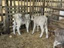 5 calves for sale