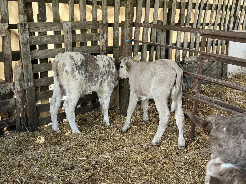 5 calves for sale