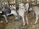 5 calves for sale