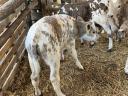 5 calves for sale