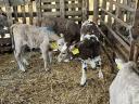 5 calves for sale