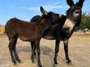 Wild donkey foal may be eligible for aid, I can help with transport in Siófok