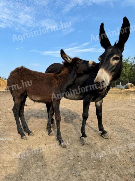 Nárok na podporu môžu mať domorodé somárske žriebätá, pomôžem s dopravou v Siófoku