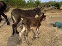 Wild donkey foal may be eligible for aid, I can help with transport in Siófok