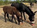 Wild donkey foal may be eligible for aid, I can help with transport in Siófok