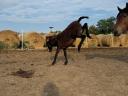 Wild donkey foal may be eligible for aid, I can help with transport in Siófok