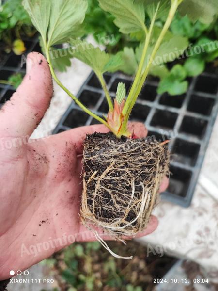 Perennial strawberry plant