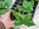 Perennial strawberry plant