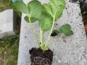 Perennial strawberry plant