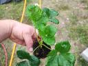 Perennial strawberry plant