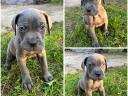 Cane Corso-Welpen