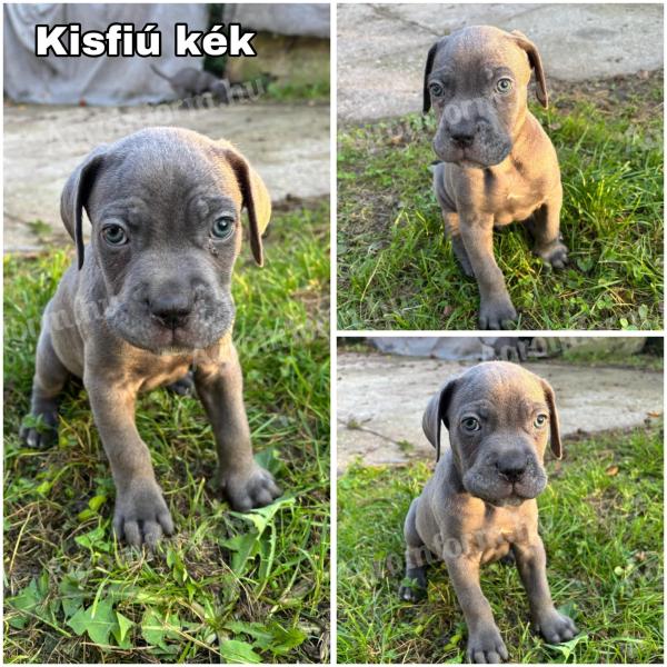 Šteniatka Cane Corso