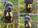 Cane Corso breed puppies