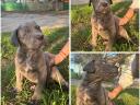 Štěňata plemene Cane Corso