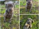 Cane Corso-Welpen