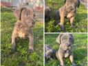 Cane Corso breed puppies