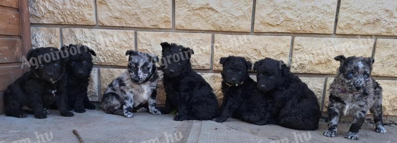 Cățeluși Mudi născuți la Stardust Kennel