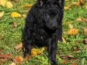 Mudi puppies born at Stardust Kennel