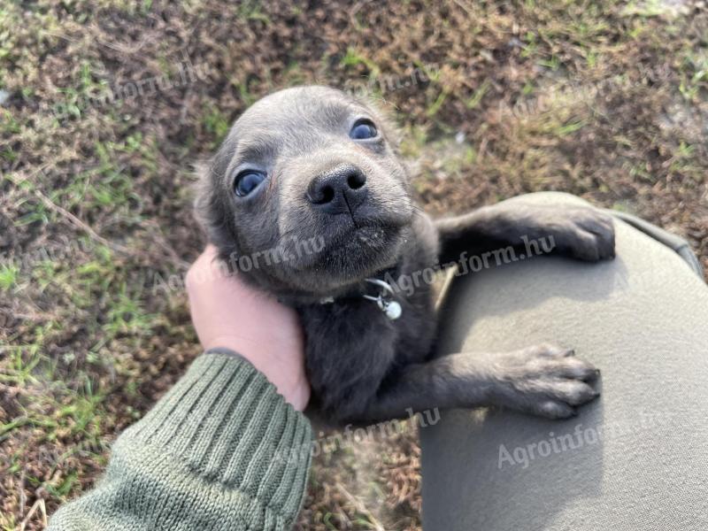 Livered, bald poodle-like male dog