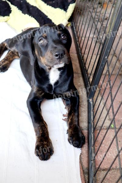 Pedigree leopard puppies available