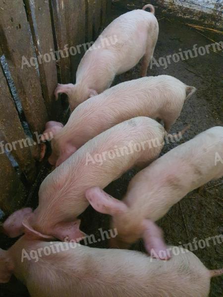 For sale 5 beautiful piglets