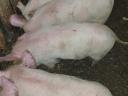 For sale 5 beautiful piglets