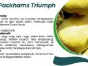 Packhams Triumph