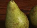 William's pear