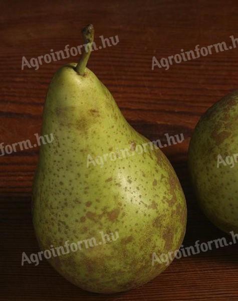 William's pear