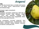 Angerszi