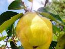 Bereczki quince