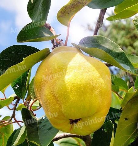 Bereczki quince