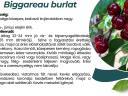 Bigarreau Burlat trešnja