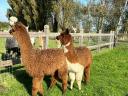 Alpaca frumoasă caută un nou proprietar