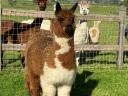 Alpaca frumoasă caută un nou proprietar