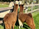 Alpaca frumoasă caută un nou proprietar