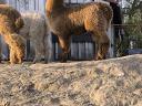 Alpaca frumoasă caută un nou proprietar