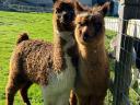 Alpaca frumoasă caută un nou proprietar