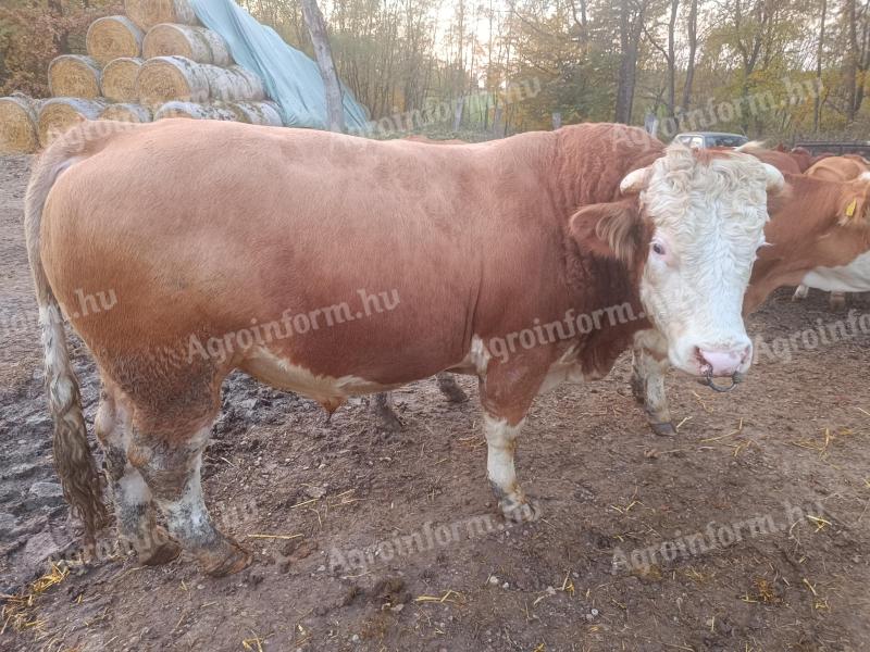 Hungarian Rooster breeding bull for sale