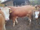 Hungarian Rooster breeding bull for sale