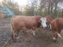 Hungarian Rooster breeding bull for sale