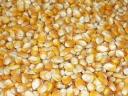 Maize for sale