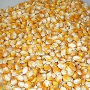 Maize for sale