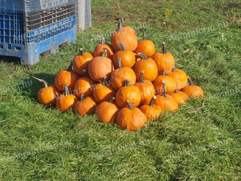 Prodej dýňového krmiva na Halloween