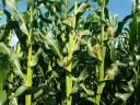 PK-002 Organic corn pre-order SPECIAL OFFER - For Rekorderek