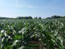 PK-002 Organic corn pre-order SPECIAL OFFER - For Rekorderek