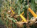 PK-004 Organic maize pre-order promotion - A new direction for breeding