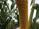 PK-004 Organic maize pre-order promotion - A new direction for breeding