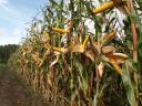 PK-004 Organic maize pre-order promotion - A new direction for breeding