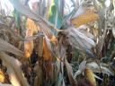 PK-004 Organic maize pre-order promotion - A new direction for breeding